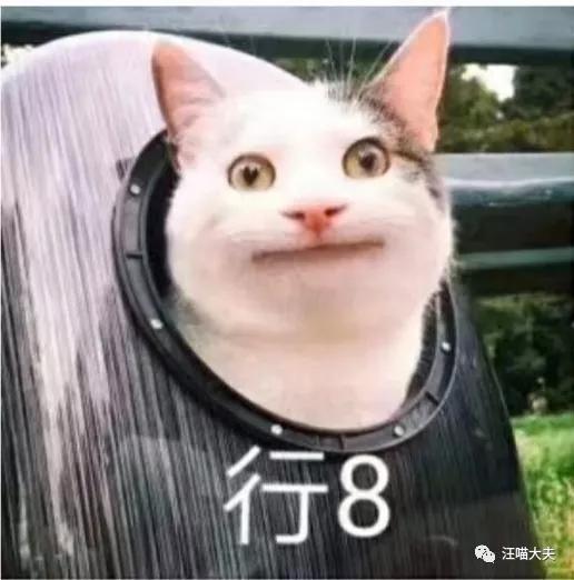 猫不听话该怎么养,养猫可以不打针吗