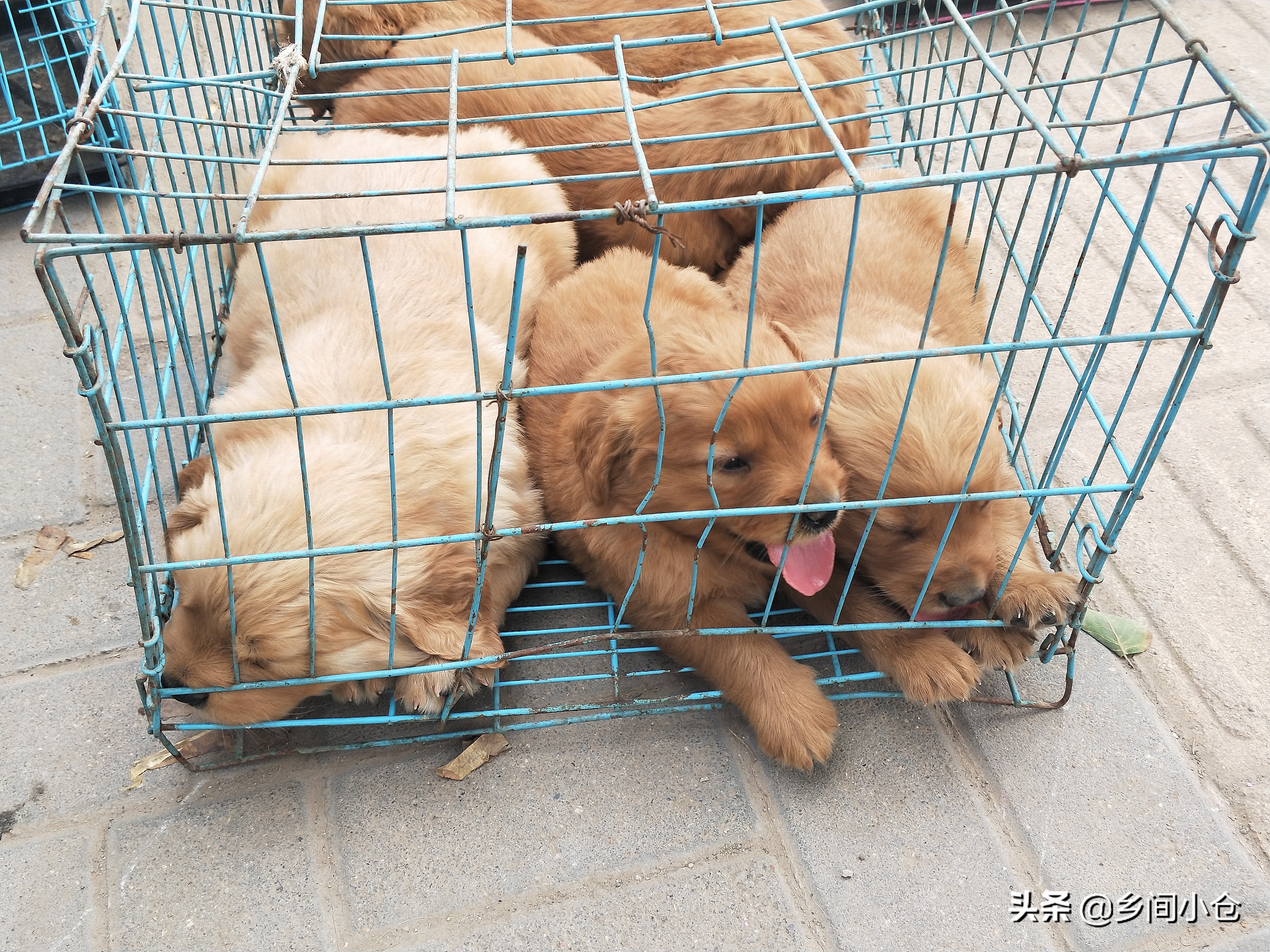 小妹子逛狗市遇到没见过的品种,大型狗市都有什么品种