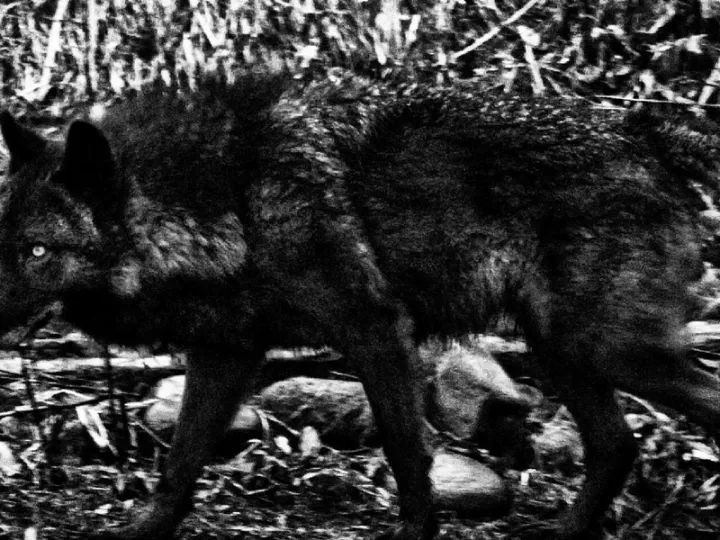 犬的记忆｜世界摄影经典