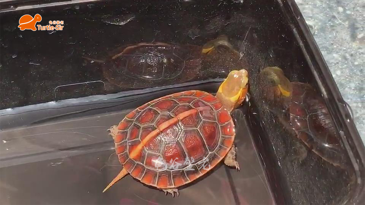 黄缘龟壳越养越淡,黄缘龟裙边甲颜色淡