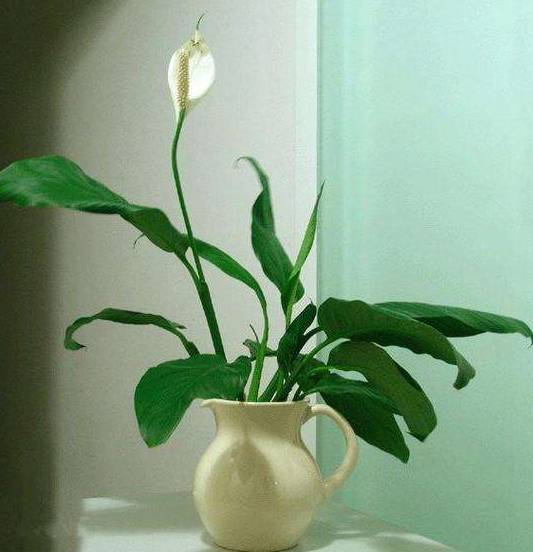 室内吸毒植物大全,七种具有吸毒功能的盆栽植物