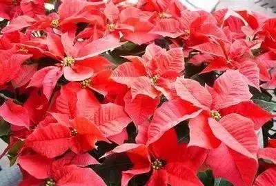 100种花的花语以及送花礼仪分享,100种花的名字和图片带花语