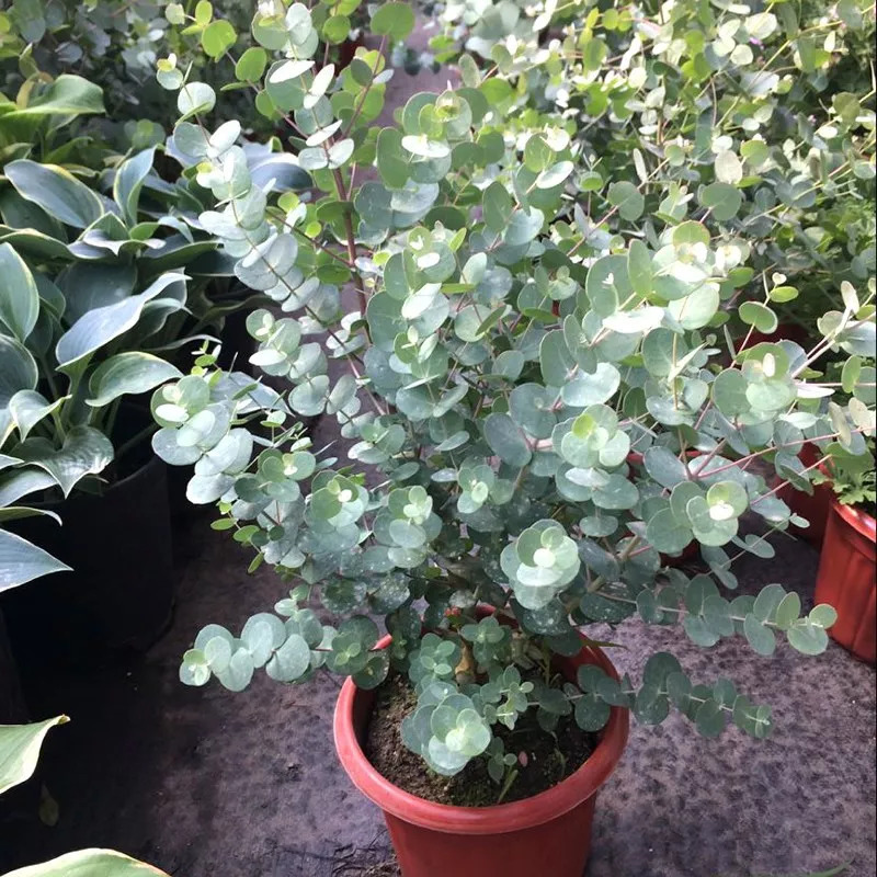 100种绿植大全,50种盆栽绿植花卉大全