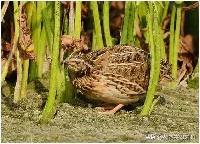 特色种养扶贫致富项目,扶贫养殖致富创业项目