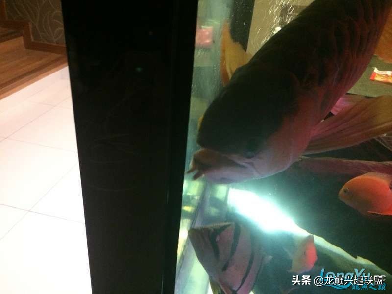 手把手教你做龙鱼最强营养秘方食谱--鲜虾牛肉狮子头,别馋哈