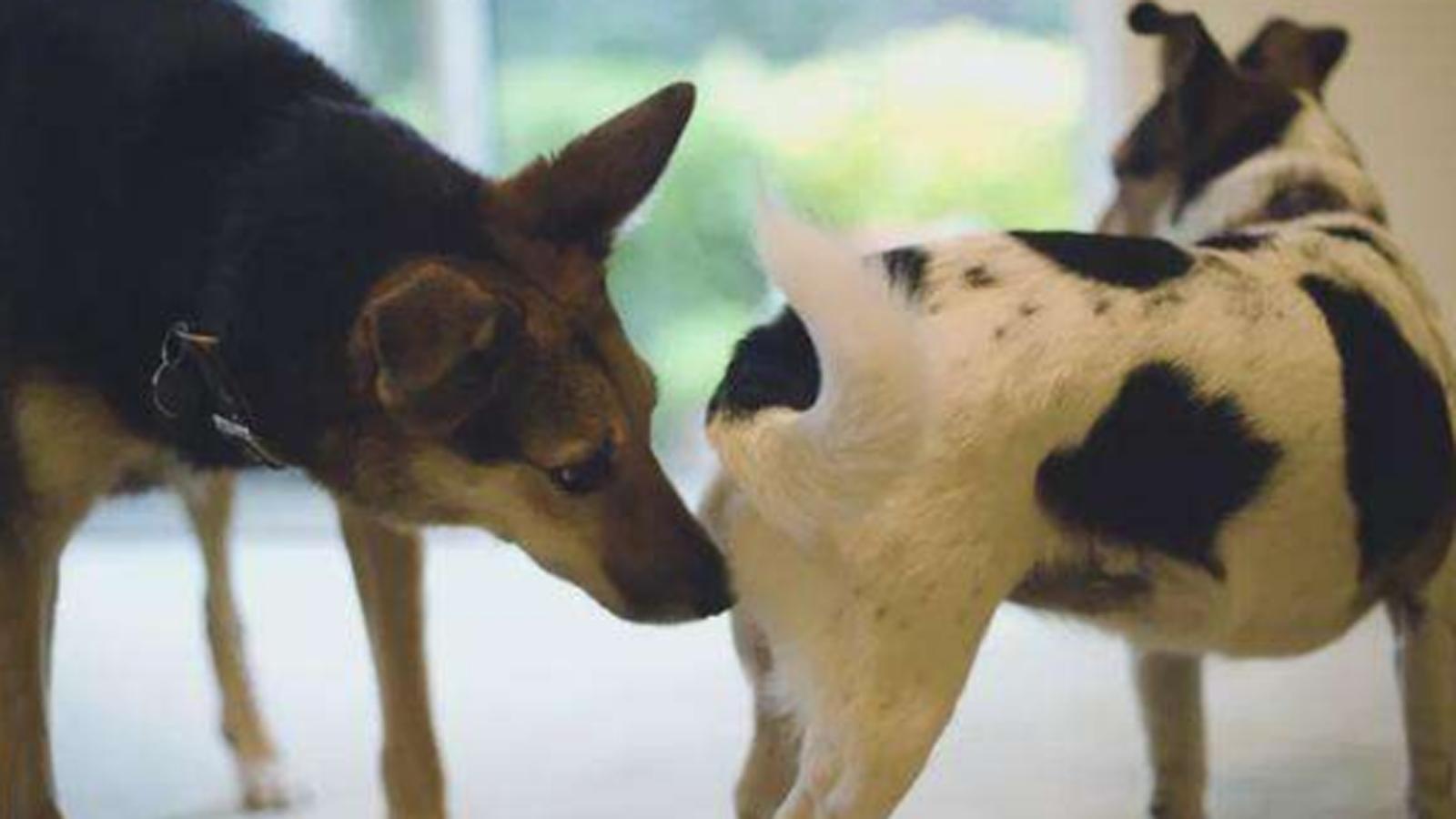 狗体臭味怎么除掉,狗体臭是什么原因怎么治