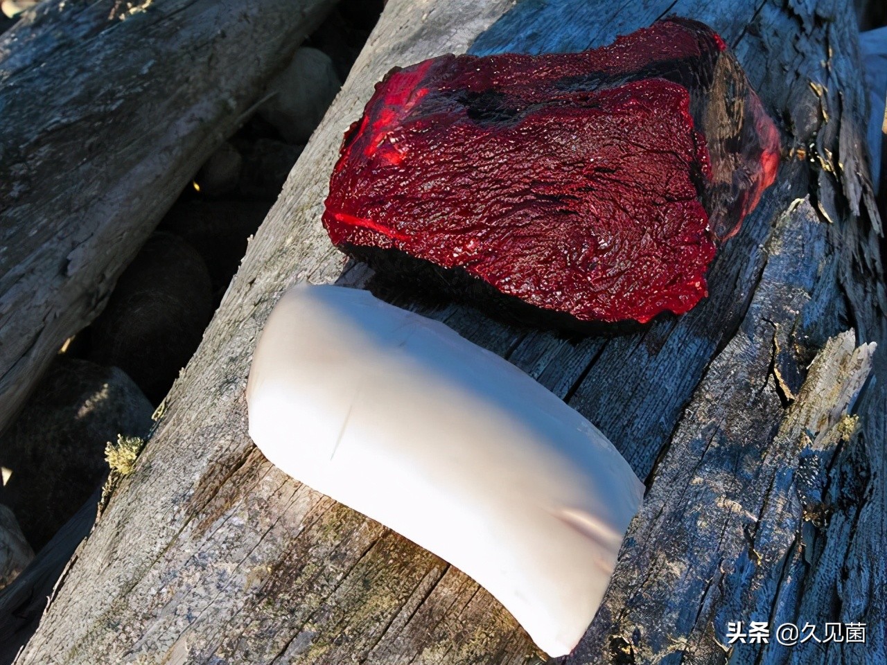 爱斯基摩人生吃北极熊,生食海豹