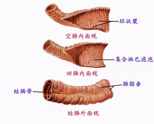 如何分辨肠道是否健康,肠道疾病怎样识别