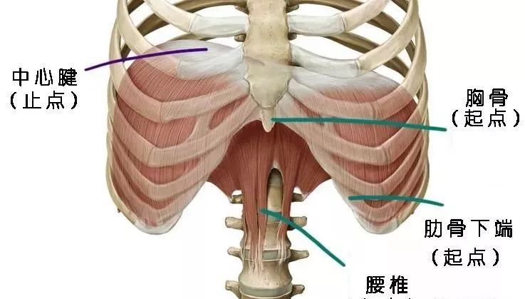 呼吸过度可以通过憋气缓解吗,气短每天做10分钟深呼吸有好处吗