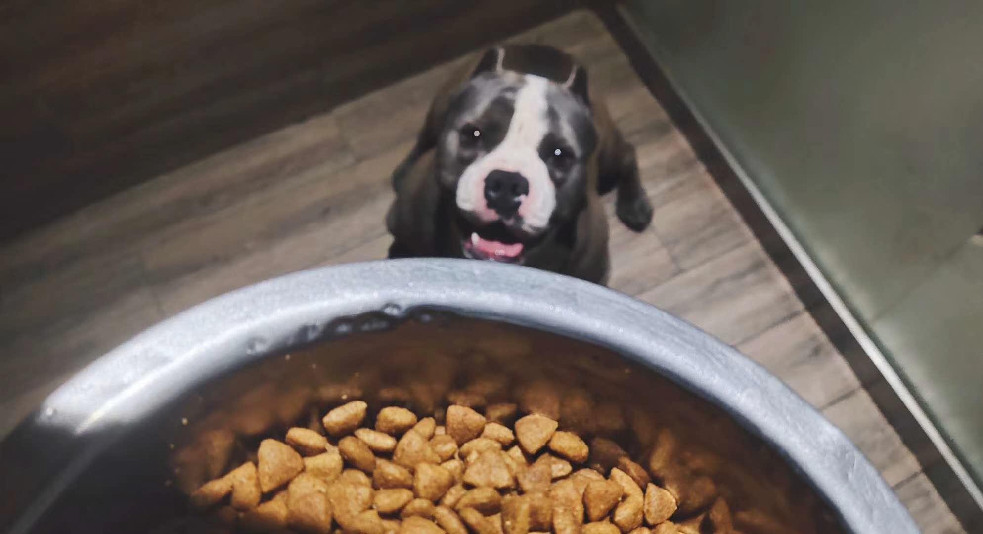 宠物寄养有什么威胁,宠物寄养店风险