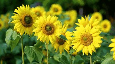 承包你的最美夏天！快来双流这个小普罗旺斯打卡