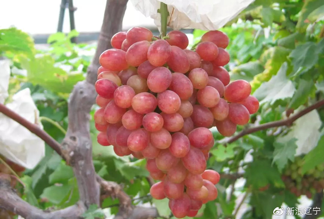 辽宁农产品特产是什么,盘点辽宁农产品有哪些