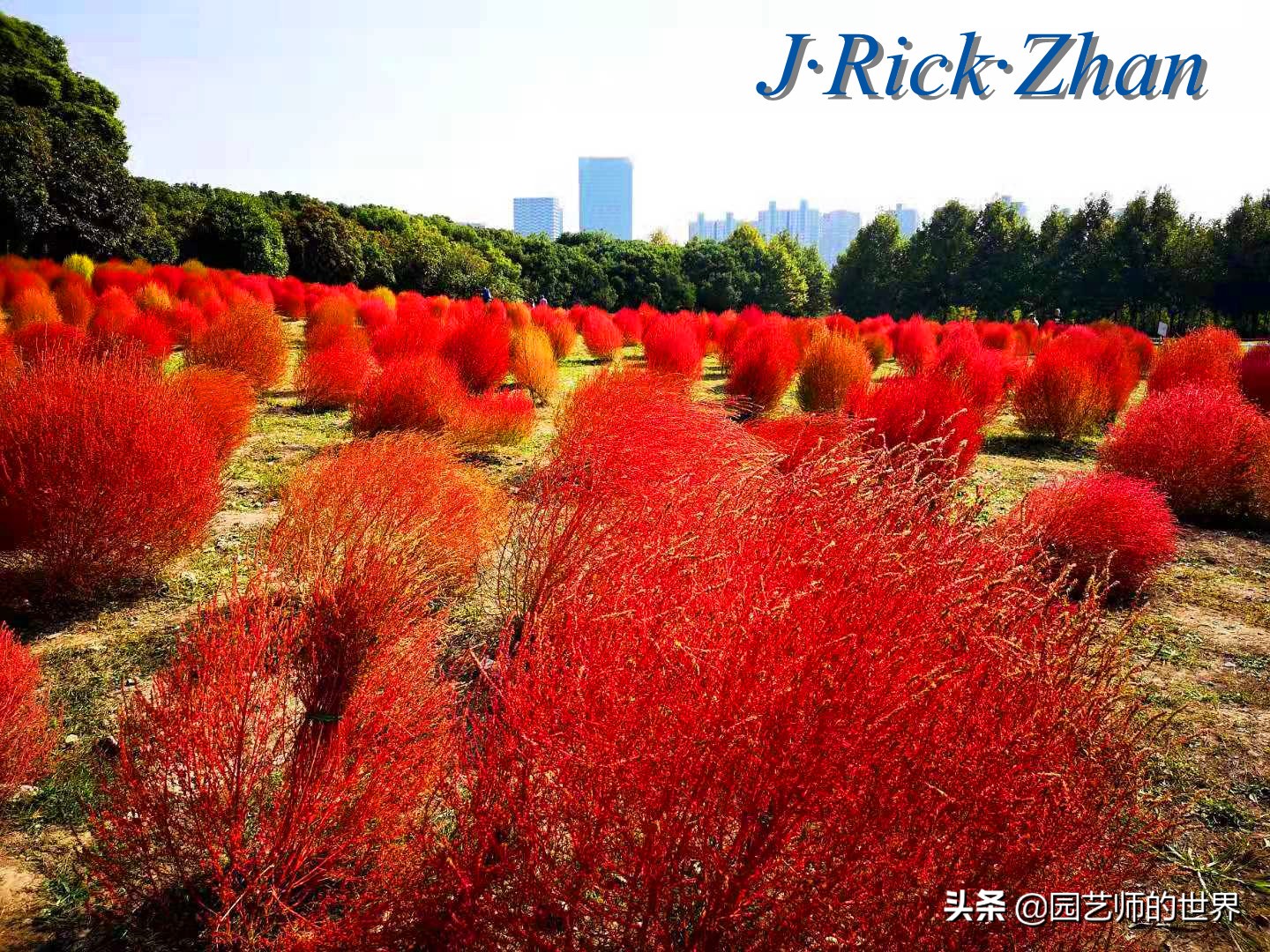 红色地肤草的种植方法,红地肤怎么养