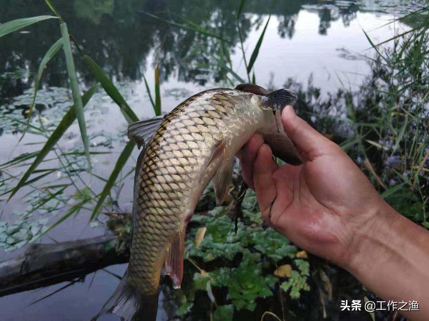 鱼身上的黏液是什么,野钓鱼身上粘液多怎么回事