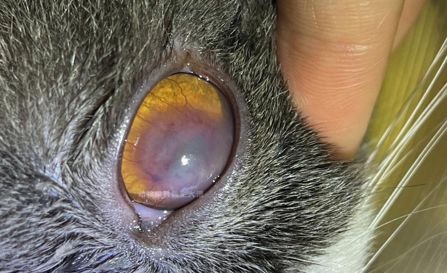 猫角膜溃疡症治疗方法,猫角膜溃疡恢复过程图片