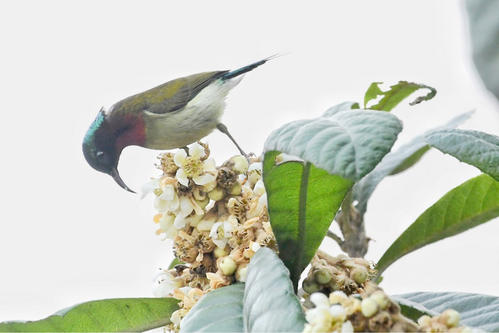 家庭养鸟的风水禁忌,手养鸟平时怎么饲养