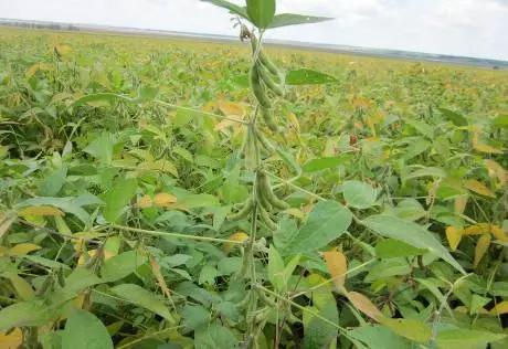 动物与植物有哪些成语故事,哪些成语与植物行为有关