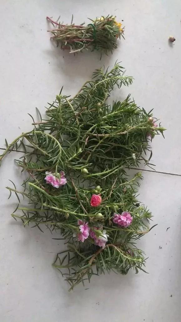 这3种花随便扦插好成活夏天疯长,常见花卉的扦插大法