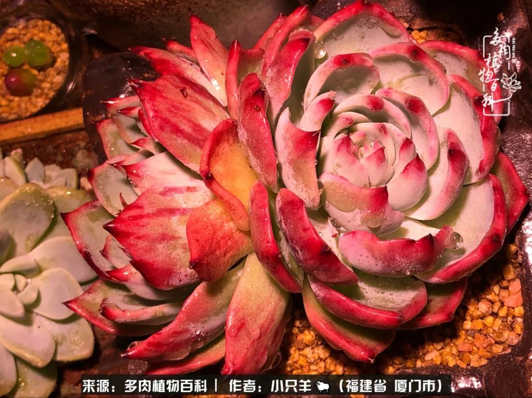 多肉像葡萄一样,多肉像铃兰一样