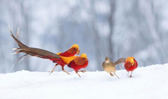 老农发现凤凰鸟投喂6年发现惊喜,老农放羊发现金凤凰