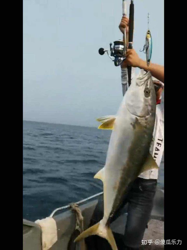 纺车轮路亚可以钓哪些鱼,纺车轮路亚各种钓法