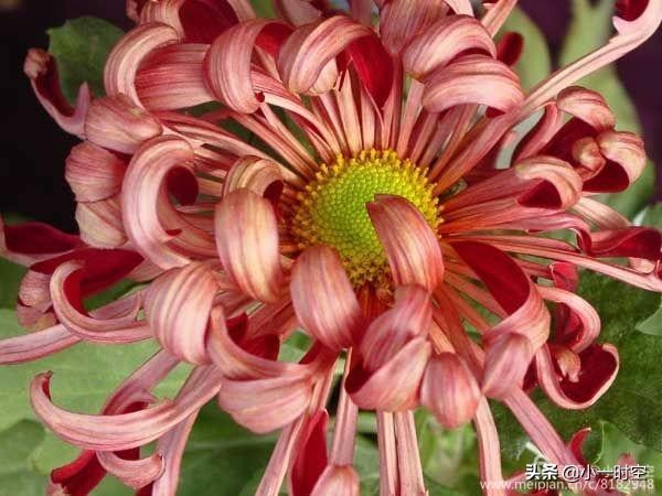 重阳节菊花诗词赏析,重阳节咏菊花的诗句