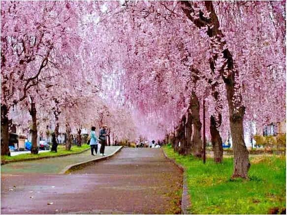 中国最稀少樱花品种阳光樱,樱花品种推荐之迎春樱