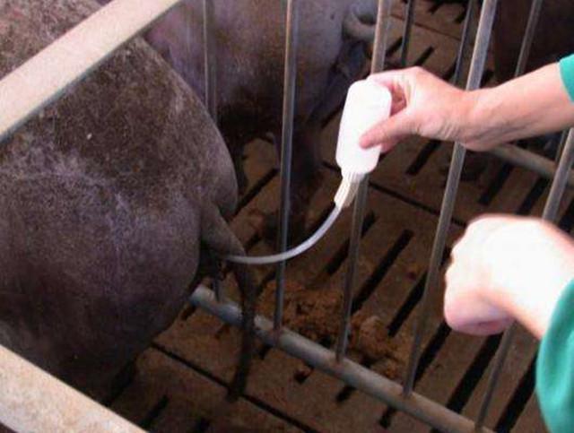 猪人工授精技术的推广与应用,浅谈猪人工授精技术