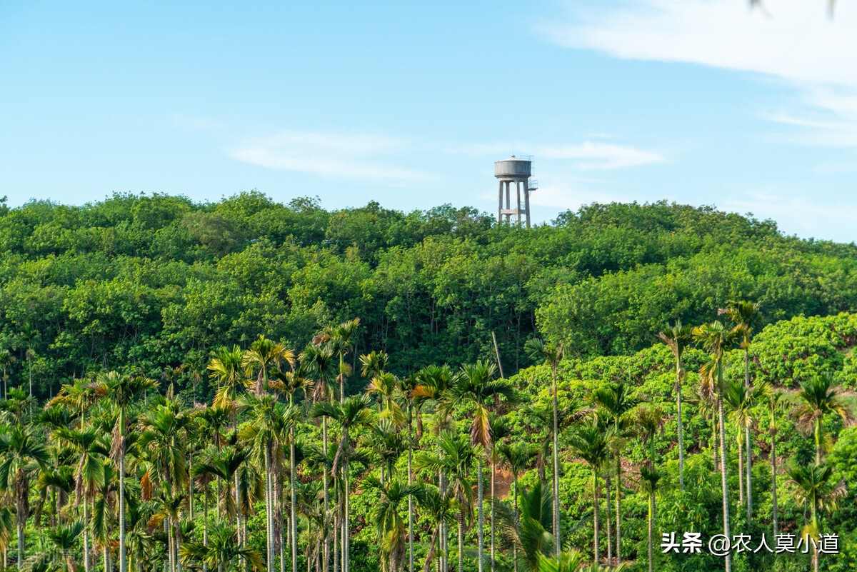 荒山承包合同到期后怎么处理,承包土地栽树到期了树怎么办