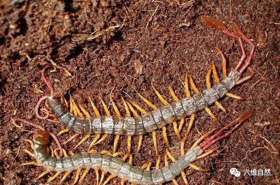 西非蜈蚣,西非的蜈蚣长什么样