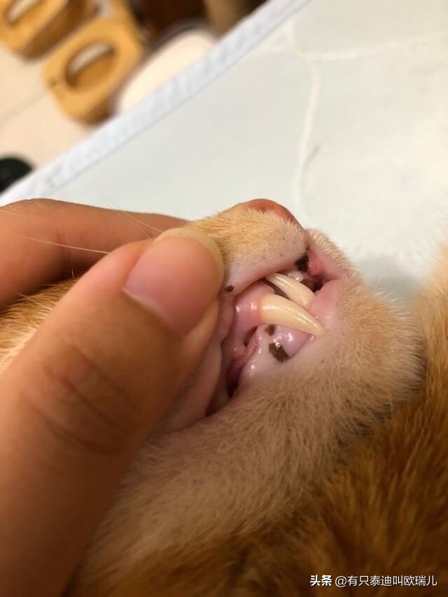 猫咪牙有裂纹了怎么办,猫咪牙齿正常的图