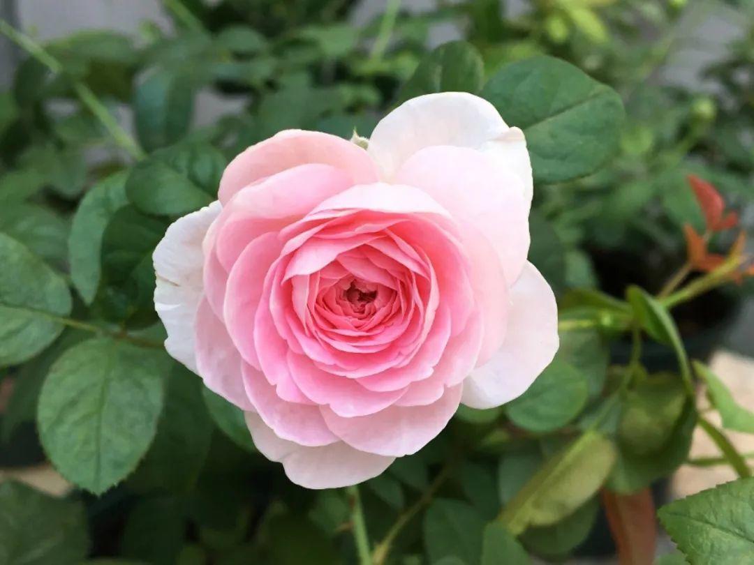 20种必买月季品种图片,网购月季有哪些品种好活