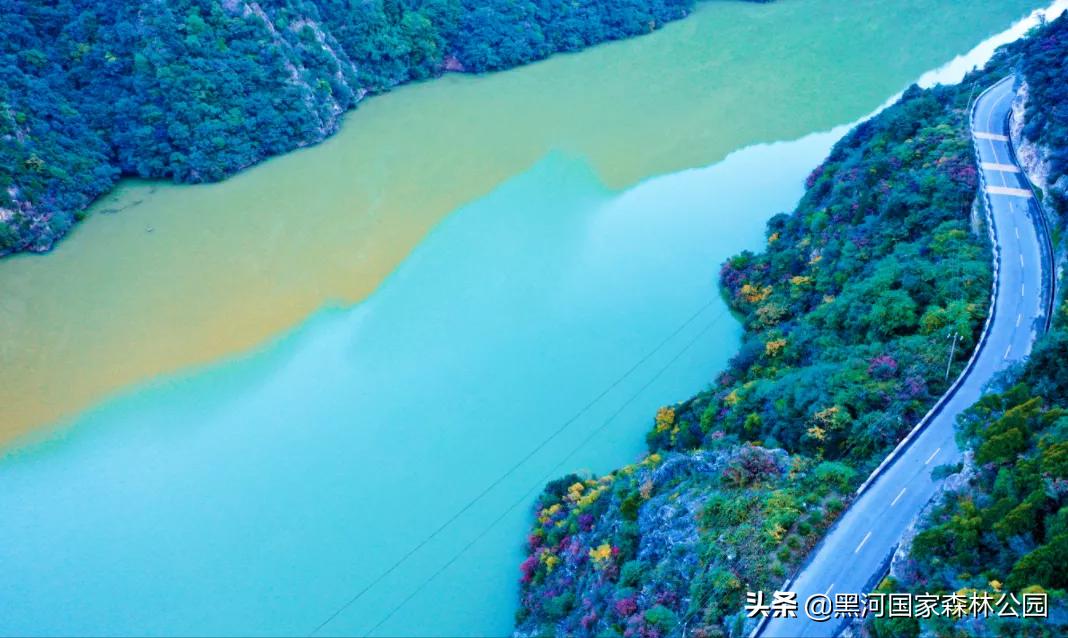 黑河记事——摇钱树的前世今生