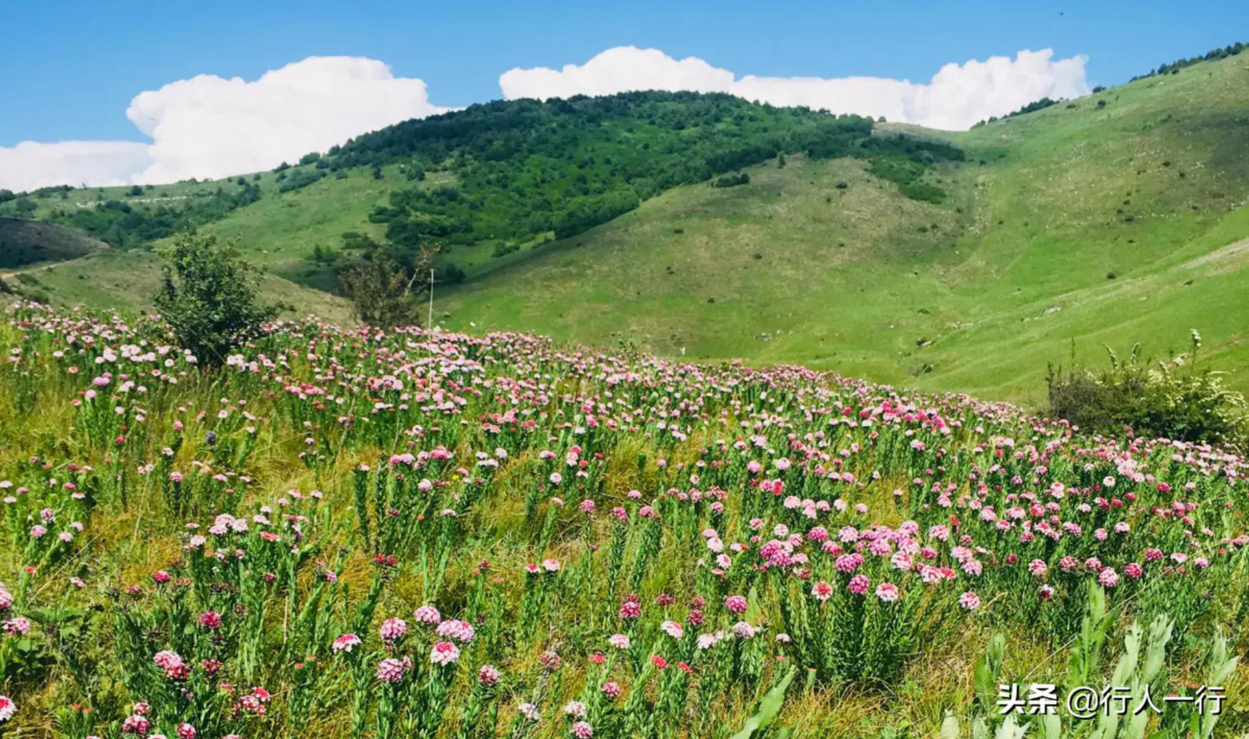 华北最大的亚高山草甸圣王坪,华北最大的亚高山草甸