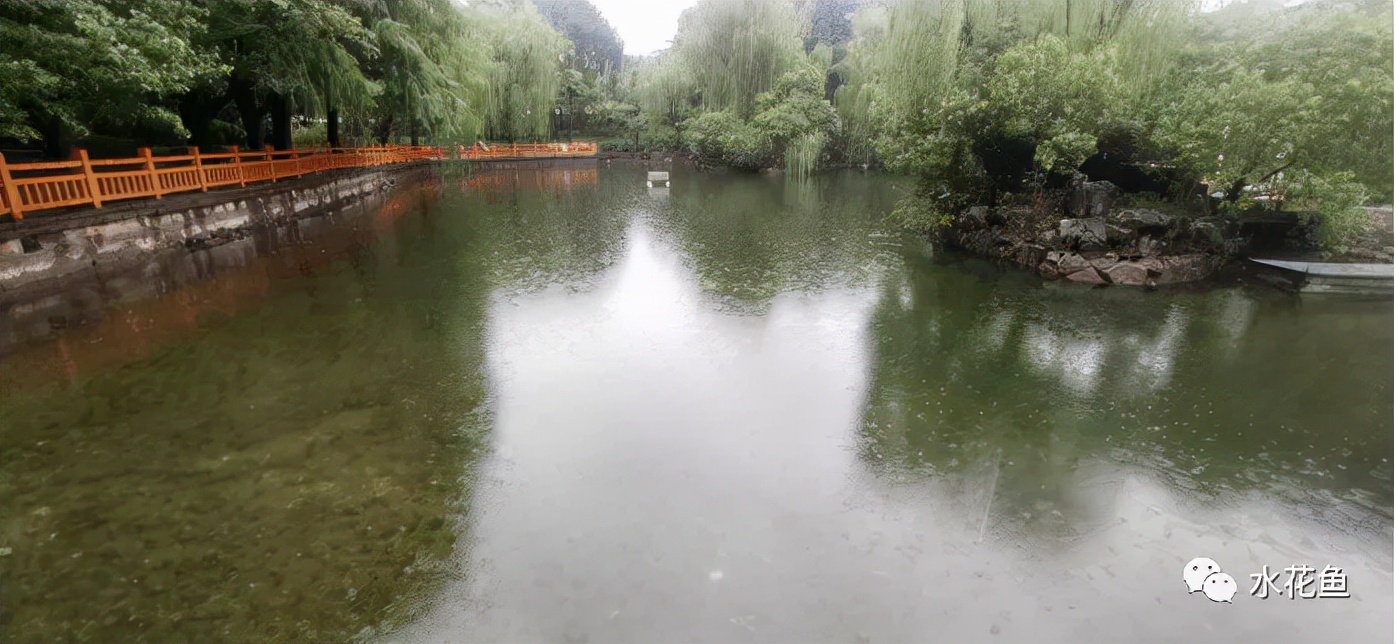 食藻虫怎么消灭,怎么培育食藻虫