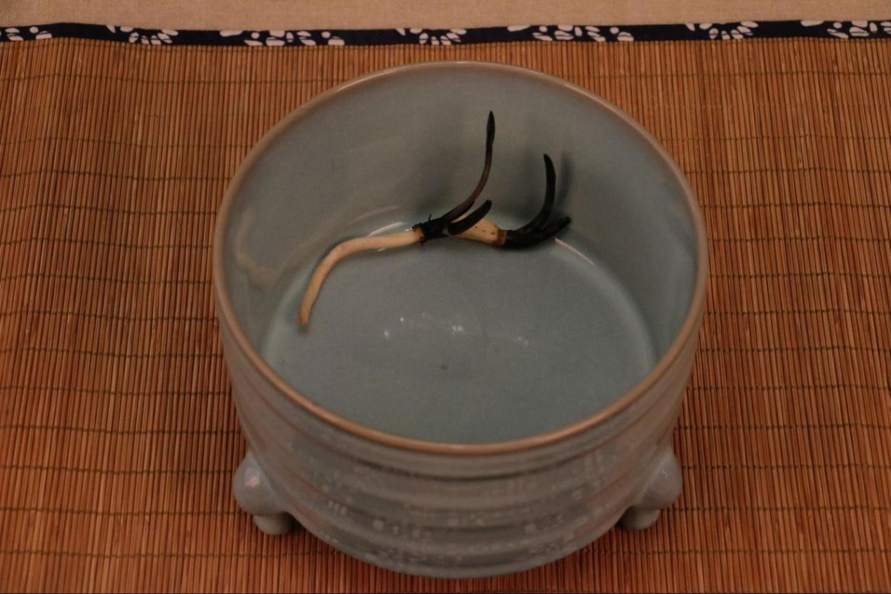 碗莲土太硬了怎么变软,碗莲种子太多怎么养小技巧干货