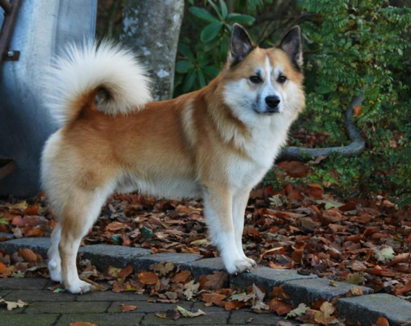 最小放养牧羊犬,宠物5个最好的牧羊犬品种