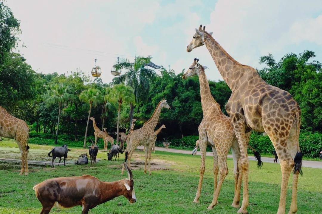广州长隆最省钱玩法,最实惠广州长隆攻略