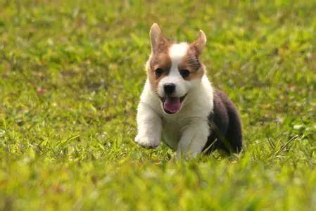 狗狗尿液正常但是滴血,狗狗尿液浓稠颜色偏绿