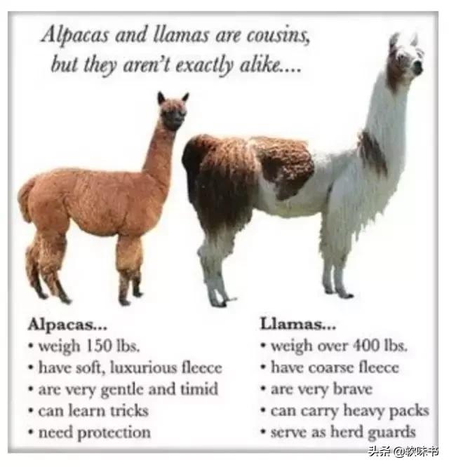 羊驼与驼羊区别,羊驼和驼羊分别是什么杂交的