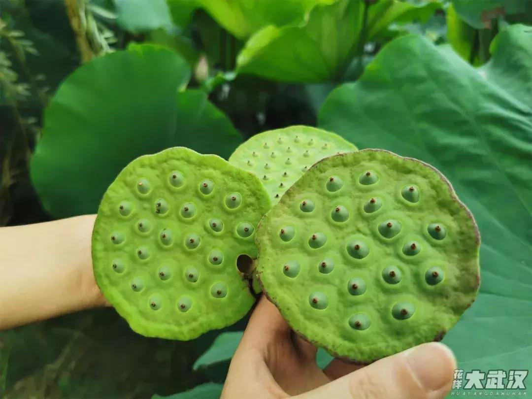 武汉科技大学的机械学院,武汉科技大学医学院和临床学院