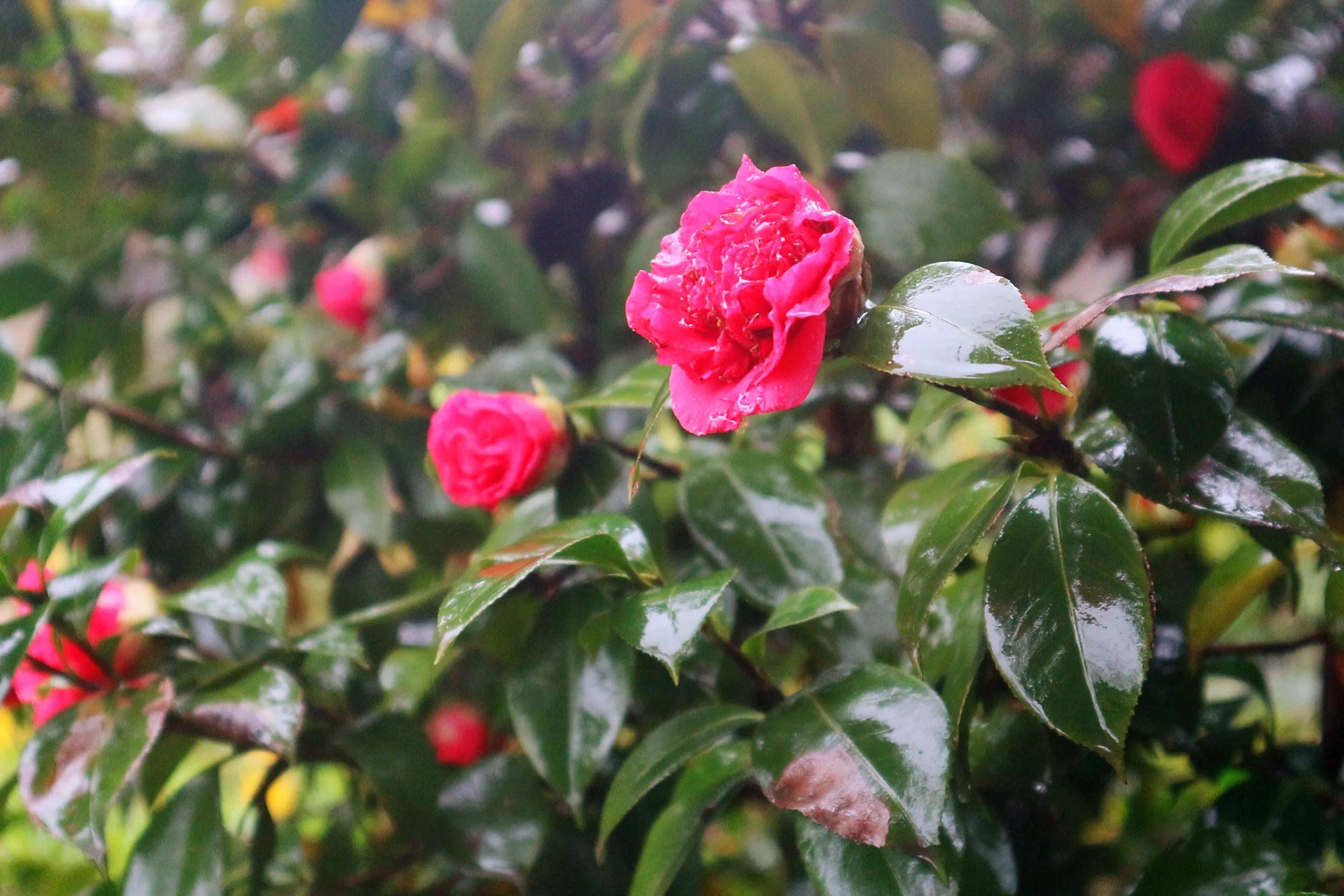 巴南区鱼洞老街公园仿古建筑群,巴南鱼洞老街历史