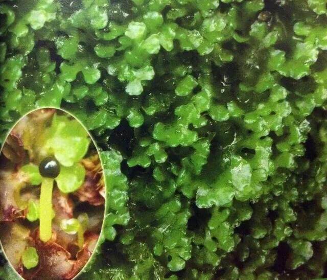 苔藓植物怎么养护,苔藓怎么养才是最好的