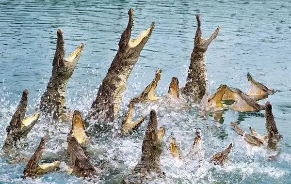 长隆过寒假解锁活力童年,寒假适合带孩子去长隆吗