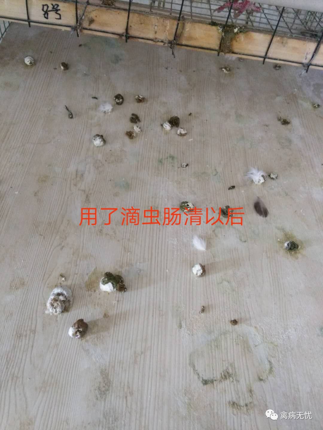 肉鸽养殖技术高效,肉鸽养殖技术全程指导