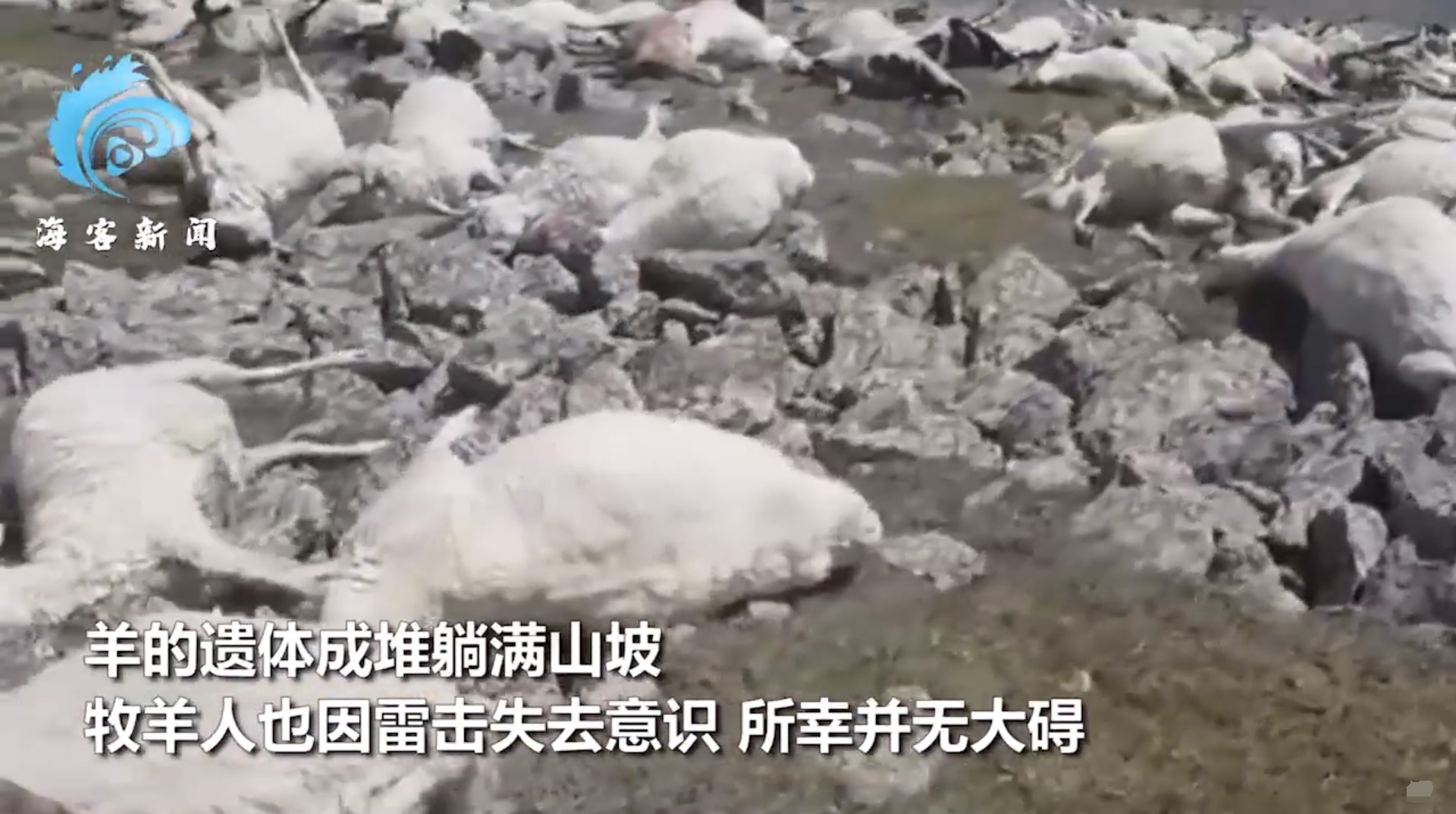 格鲁吉亚550只羊遭雷击死亡,格鲁吉亚羊吃草被雷击