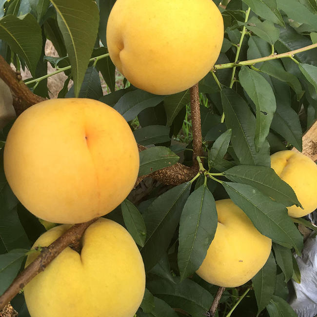 10种果子图片大全,100种果子介绍