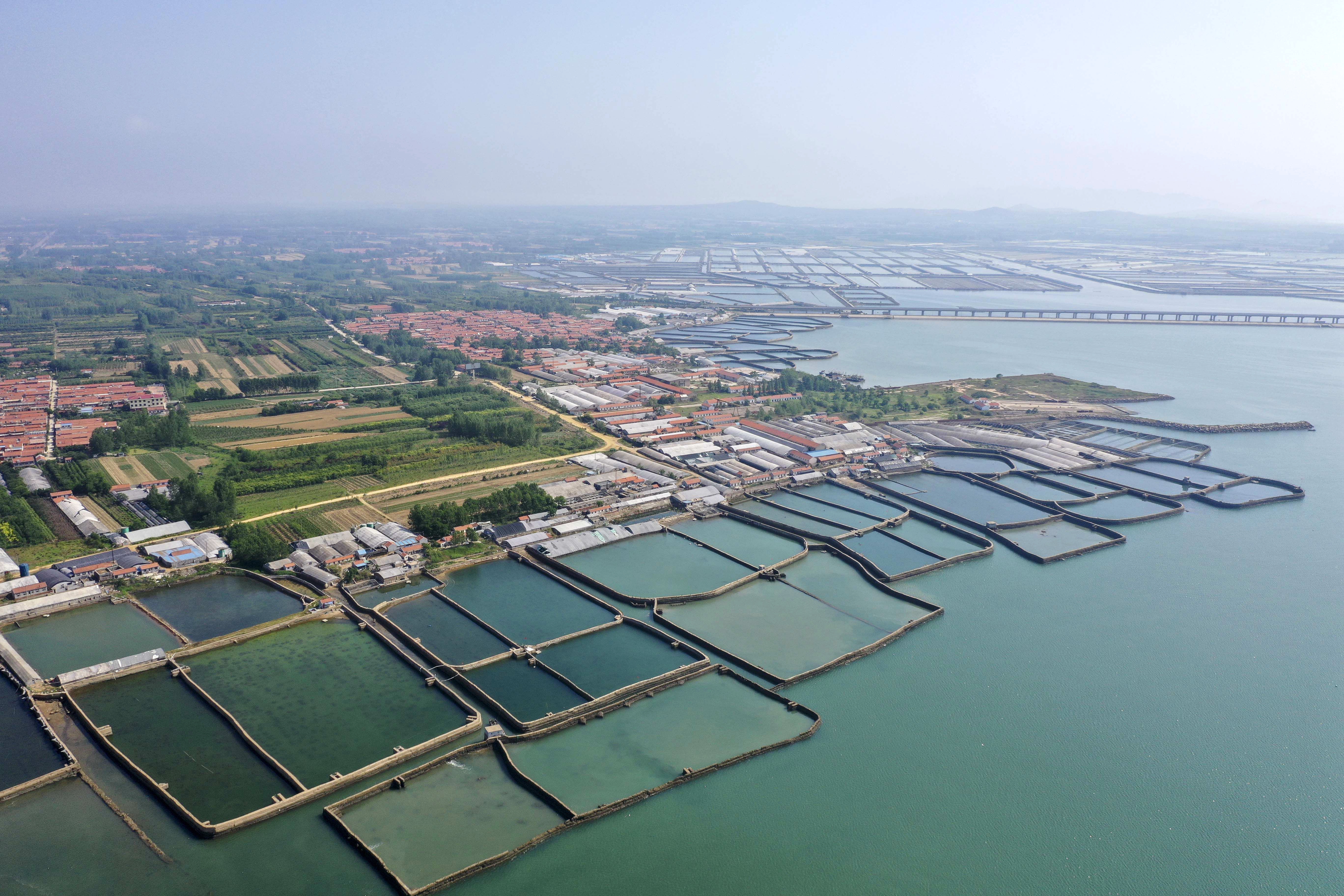 大海蔚蓝簇拥着的贡口村,灵动着纯美,播养海参和剥扇贝别具风情