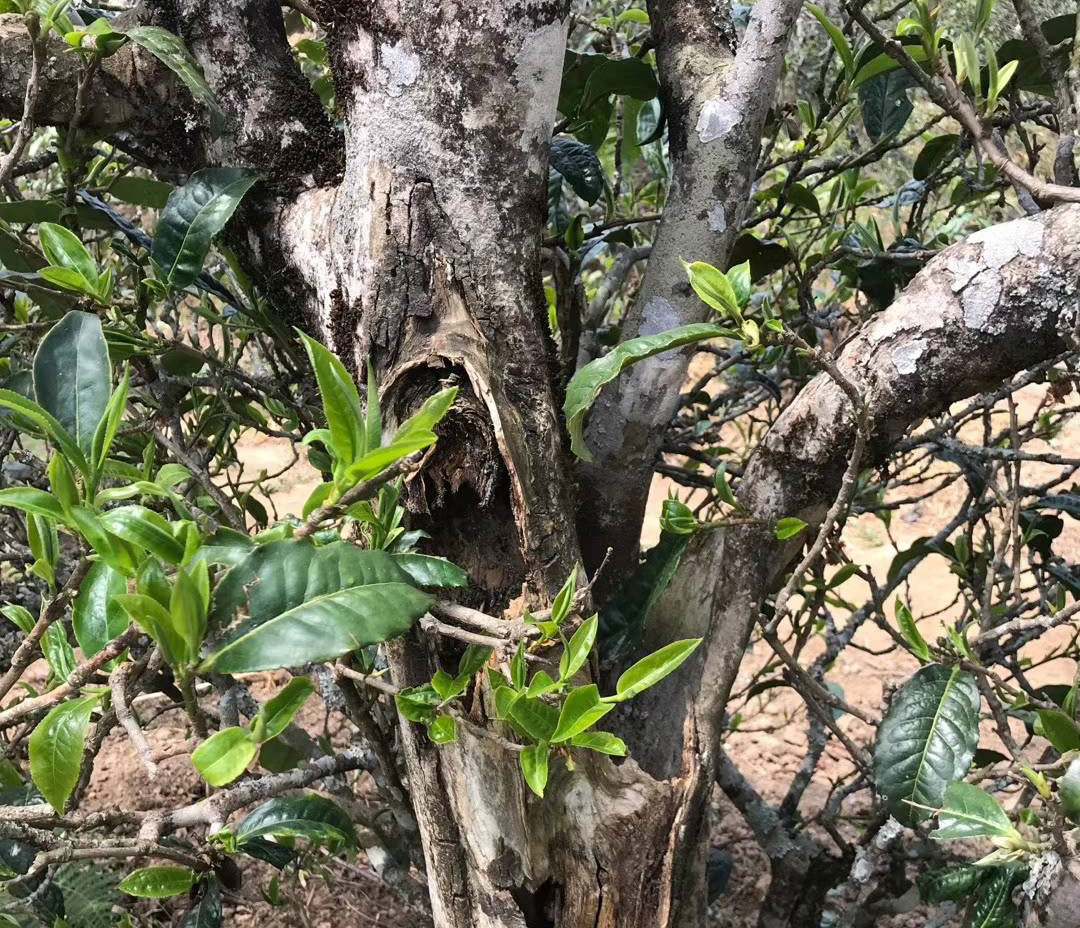 什么样的普洱茶才是好普洱茶,什么样的普洱茶是好普洱茶