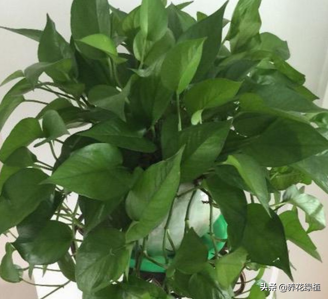 绿萝土培怎么养才能更旺盛一些,土培绿萝怎么养才能不黄叶茂盛